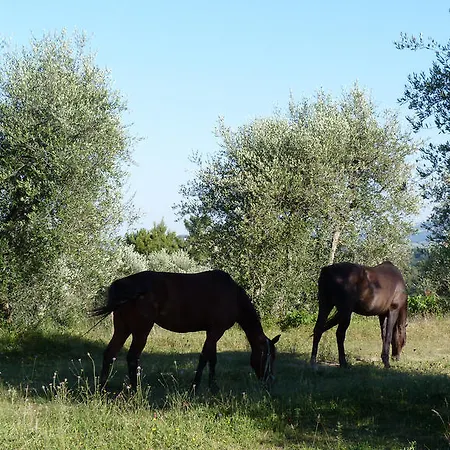 Agriturismo Podere Sottogello San Giovanni a Corazzano