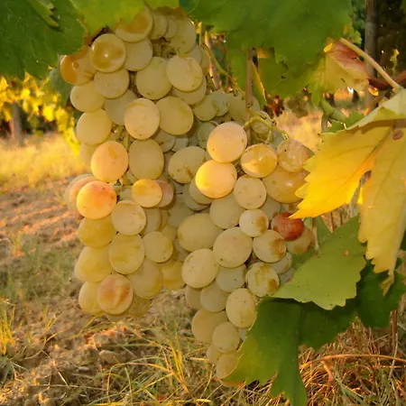 Agriturismo Podere Sottogello